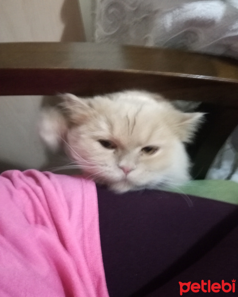 Chinchilla, Kedi  Charlie fotoğrafı