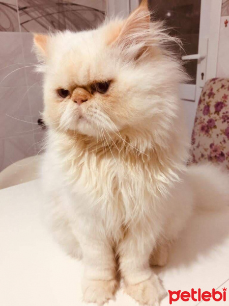 İran Kedisi (Persian), Kedi  MİCKY fotoğrafı