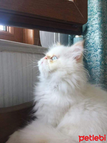 İran Kedisi (Persian), Kedi  MİCKY fotoğrafı