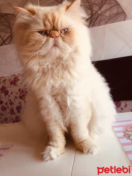 İran Kedisi (Persian), Kedi  MİCKY fotoğrafı
