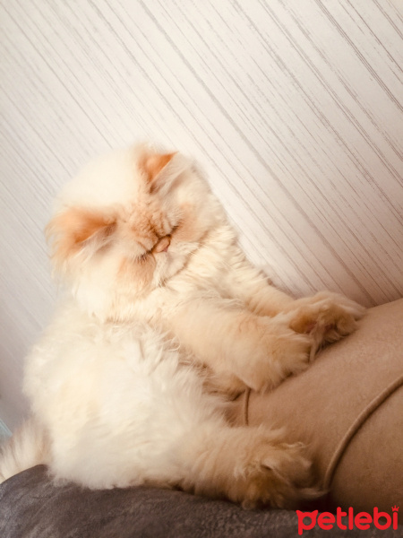 İran Kedisi (Persian), Kedi  MİCKY fotoğrafı