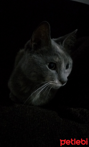 Tekir Kedi, Kedi  Duman fotoğrafı