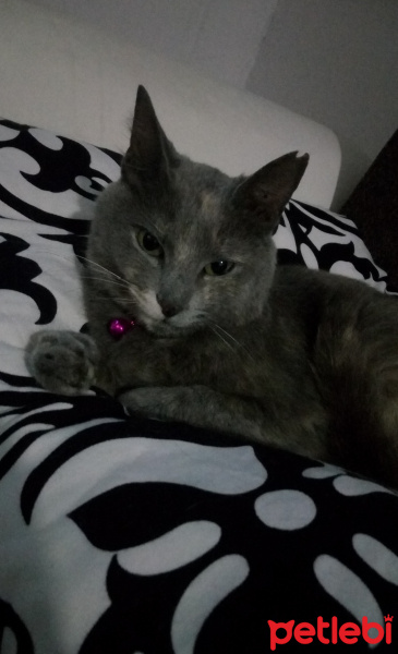 Tekir Kedi, Kedi  Duman fotoğrafı