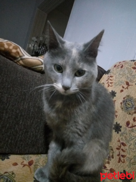 Tekir Kedi, Kedi  Duman fotoğrafı