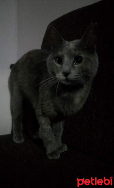 Tekir Kedi, Kedi  Duman fotoğrafı