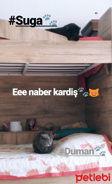 Tekir Kedi, Kedi  Duman fotoğrafı