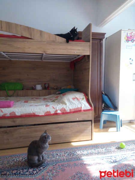 Tekir Kedi, Kedi  Duman fotoğrafı