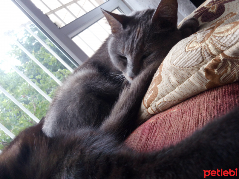 Tekir Kedi, Kedi  Duman fotoğrafı