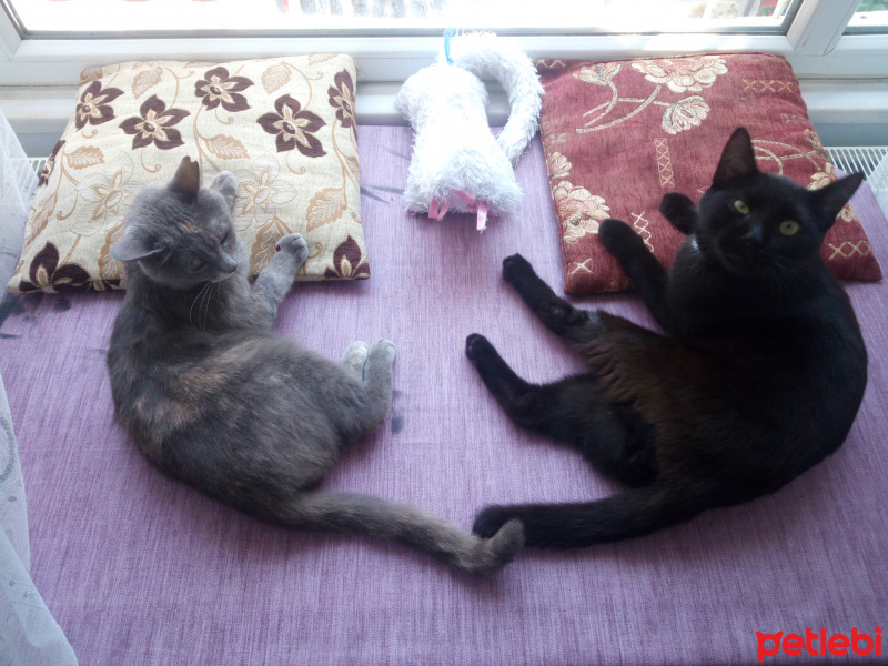 Tekir Kedi, Kedi  Duman fotoğrafı