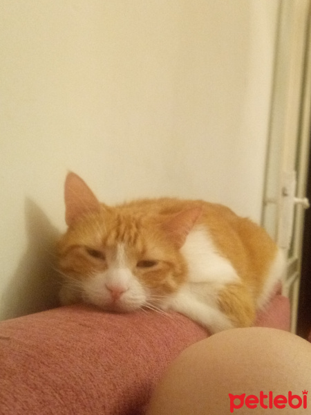 Sarman, Kedi  Claudia fotoğrafı