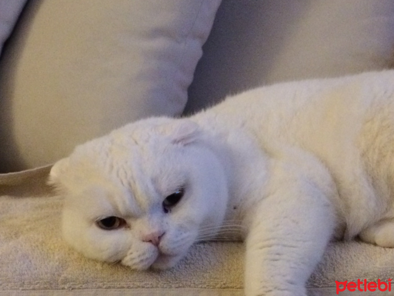 Scottish Fold, Kedi  Maryo fotoğrafı