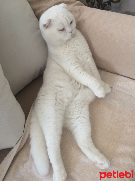 Scottish Fold, Kedi  Maryo fotoğrafı