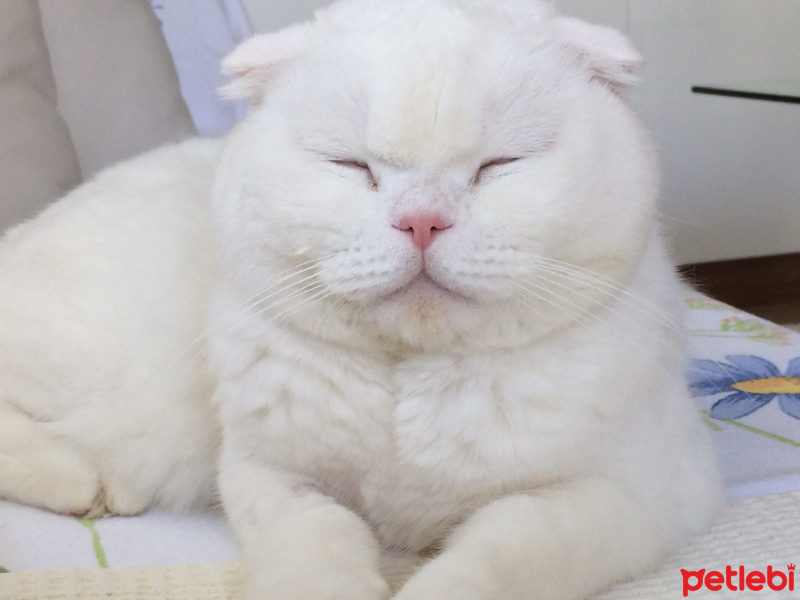 Scottish Fold, Kedi  Maryo fotoğrafı