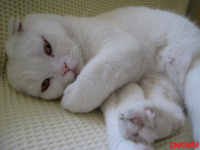 Scottish Fold, Kedi  Maryo fotoğrafı