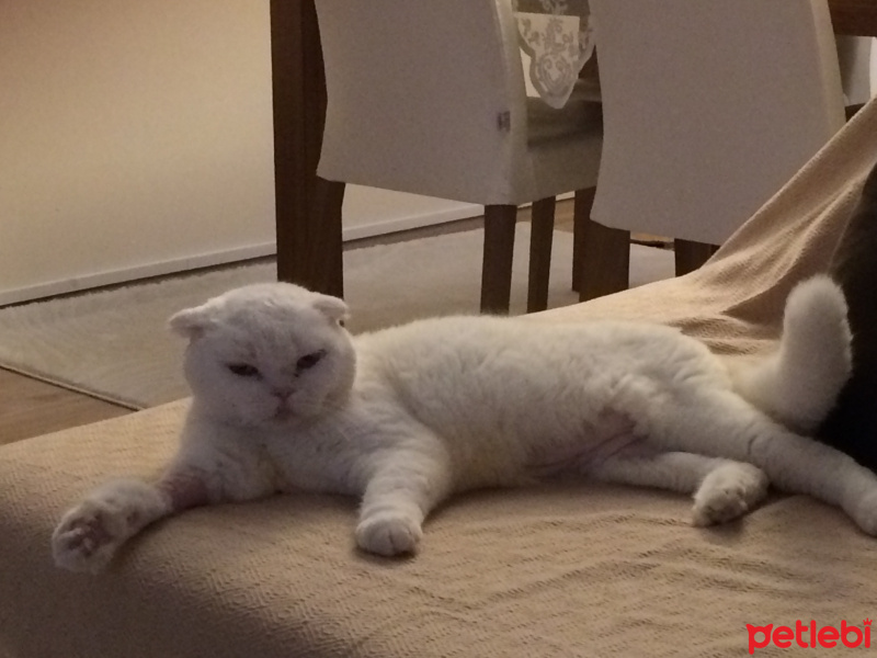 Scottish Fold, Kedi  Maryo fotoğrafı