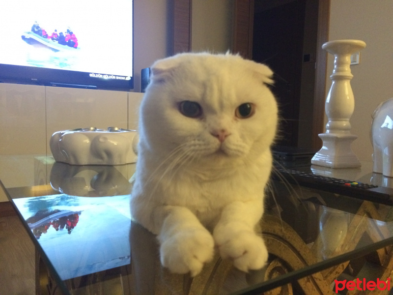 Scottish Fold, Kedi  Maryo fotoğrafı
