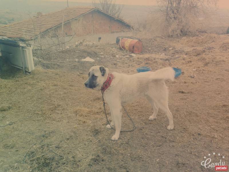 Kangal, Köpek  Rambo fotoğrafı