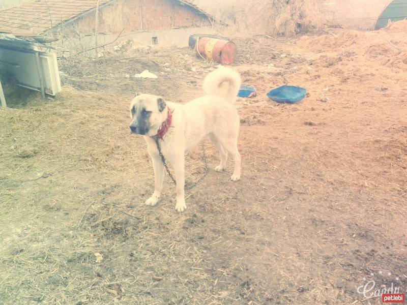 Kangal, Köpek  Rambo fotoğrafı