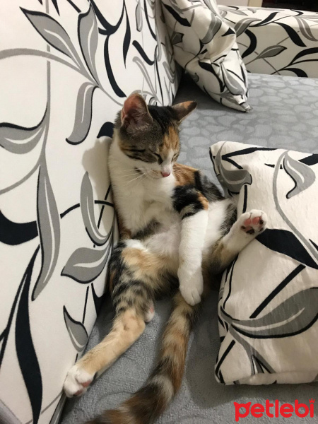 Tekir Kedi, Kedi  zilli fotoğrafı