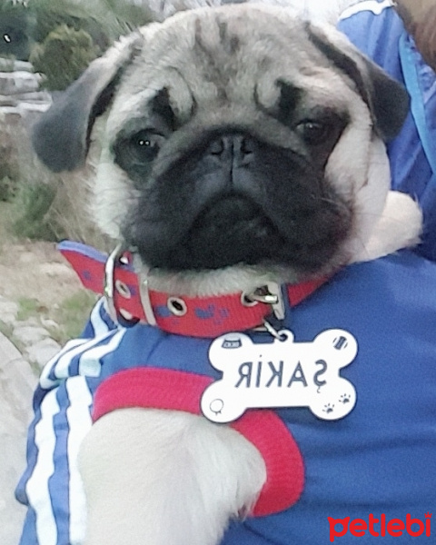 Pug, Köpek  ŞAKİR fotoğrafı