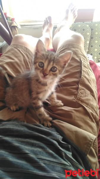 Tekir Kedi, Kedi  Leydi fotoğrafı