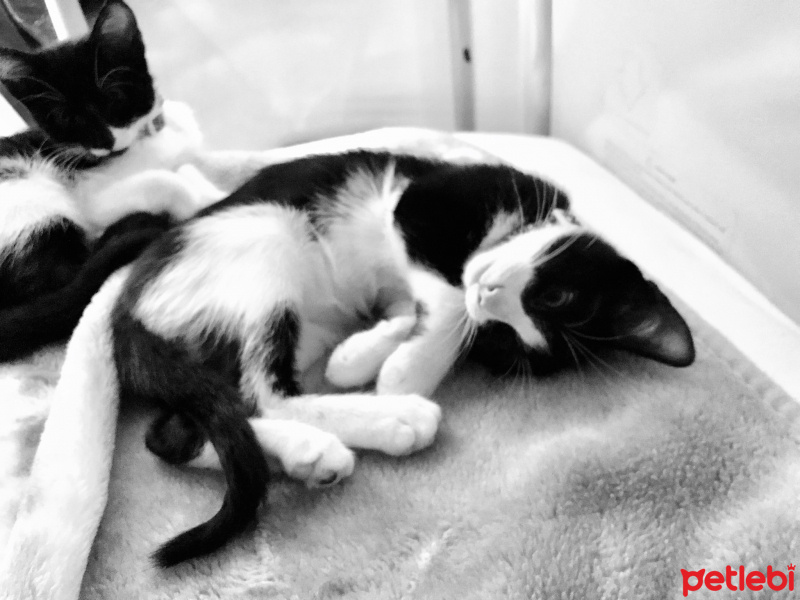 Tekir Kedi, Kedi  Bobin fotoğrafı