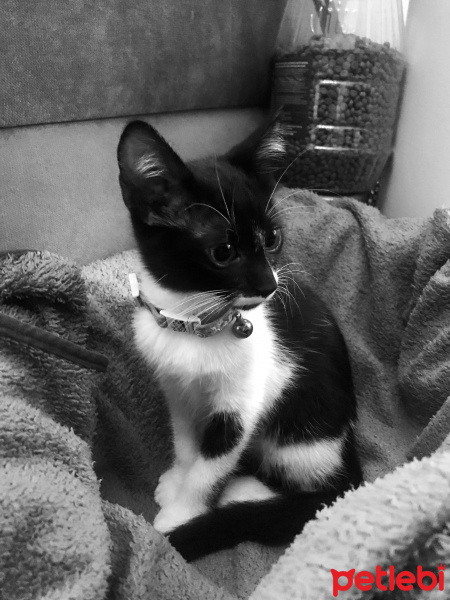 Tekir Kedi, Kedi  Dalin fotoğrafı