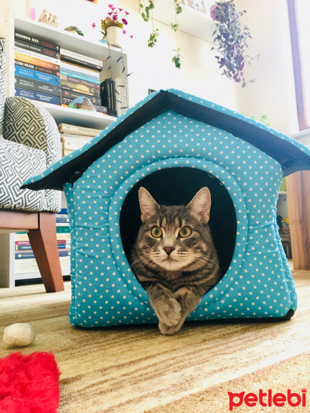 Tekir Kedi, Kedi  Çakıl fotoğrafı