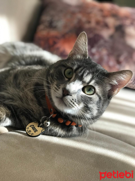Tekir Kedi, Kedi  Çakıl fotoğrafı
