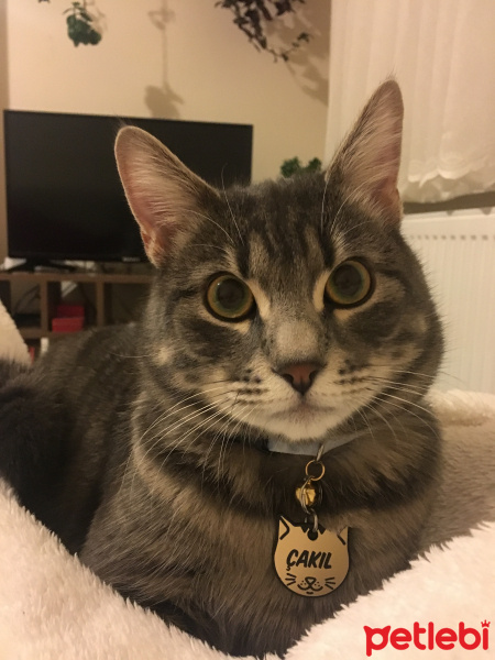 Tekir Kedi, Kedi  Çakıl fotoğrafı