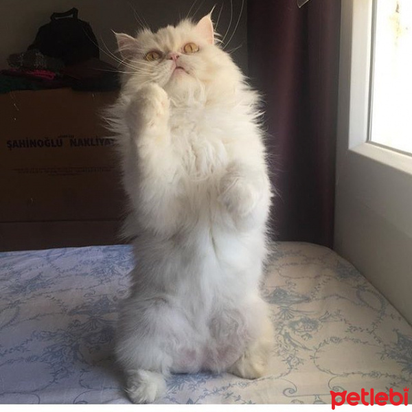 İran Kedisi (Persian), Kedi  paşa fotoğrafı