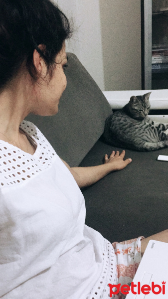 American Shorthair, Kedi  Badem fotoğrafı
