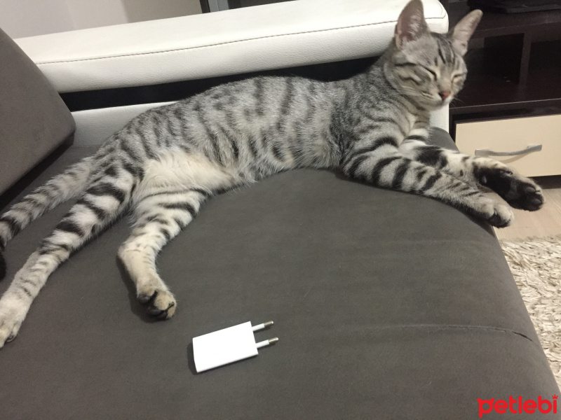 American Shorthair, Kedi  Badem fotoğrafı