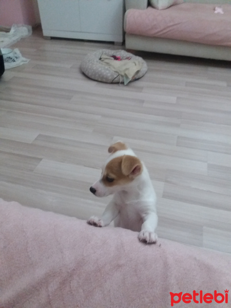 Jack Russell Terrier, Köpek  Maya fotoğrafı