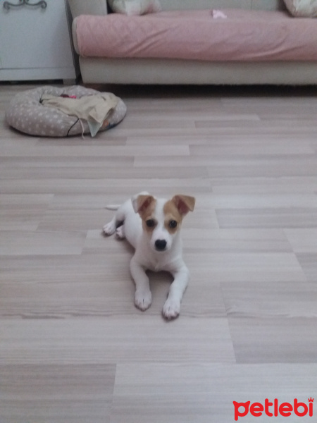 Jack Russell Terrier, Köpek  Maya fotoğrafı