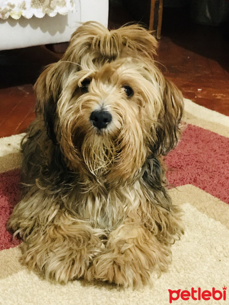 Yorkshire Terrier, Köpek  Karamel fotoğrafı