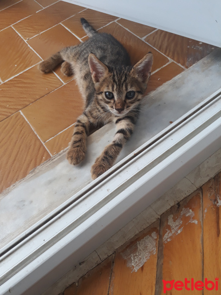 Tekir Kedi, Kedi  Karanfil fotoğrafı