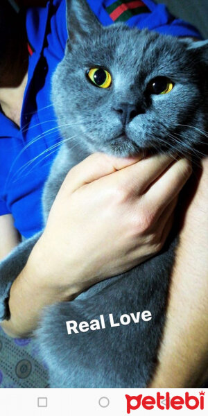 British Shorthair, Kedi  Tom fotoğrafı