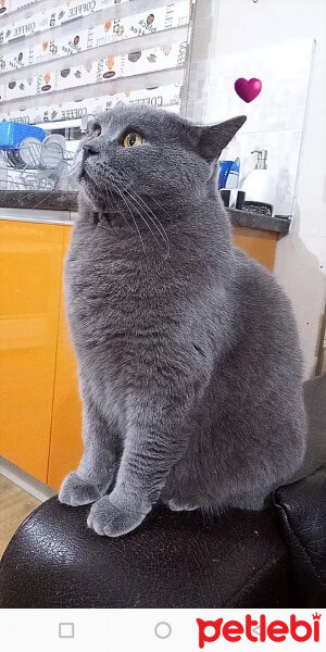 British Shorthair, Kedi  Tom fotoğrafı