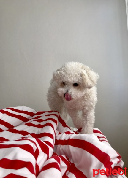 Poodle (Minyatür Kaniş), Köpek  Pera fotoğrafı