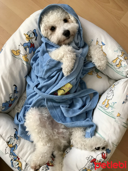 Poodle (Minyatür Kaniş), Köpek  Pera fotoğrafı