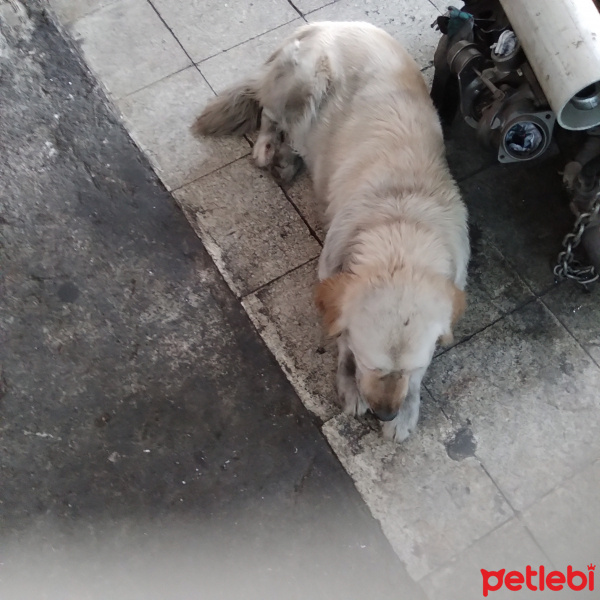 Golden Retriever, Köpek  Çakır fotoğrafı