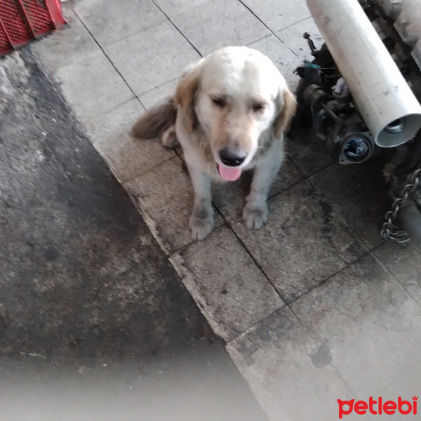 Golden Retriever, Köpek  Çakır fotoğrafı
