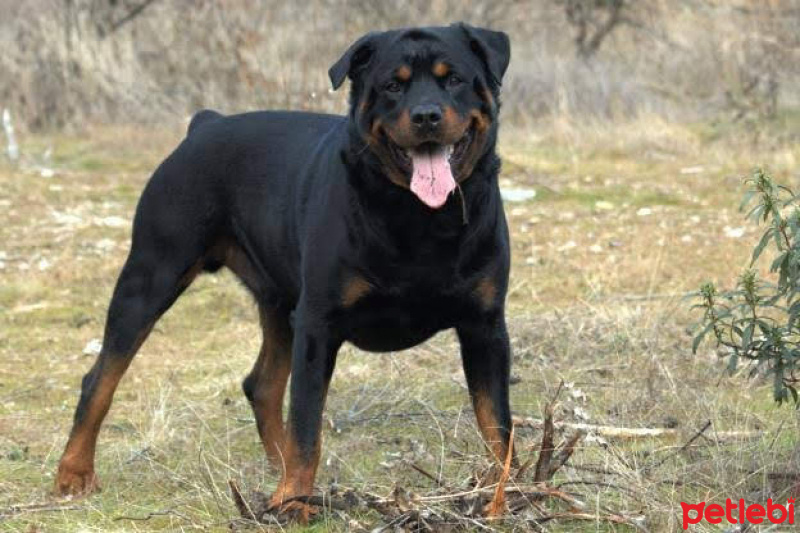 Rottweiler, Köpek  Cesur fotoğrafı