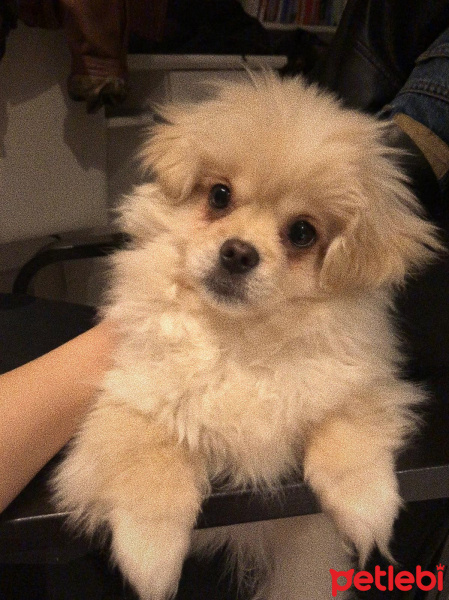 Pekingese, Köpek  Tyra fotoğrafı