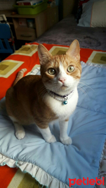Tekir Kedi, Kedi  Ponçik fotoğrafı