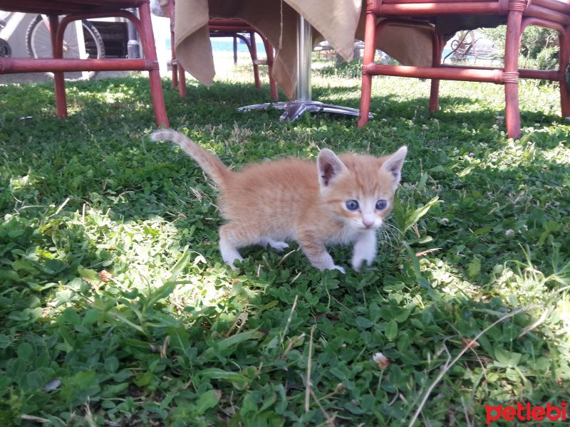 Sarman, Kedi  Sarman fotoğrafı