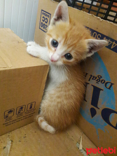 Sarman, Kedi  Sarman fotoğrafı