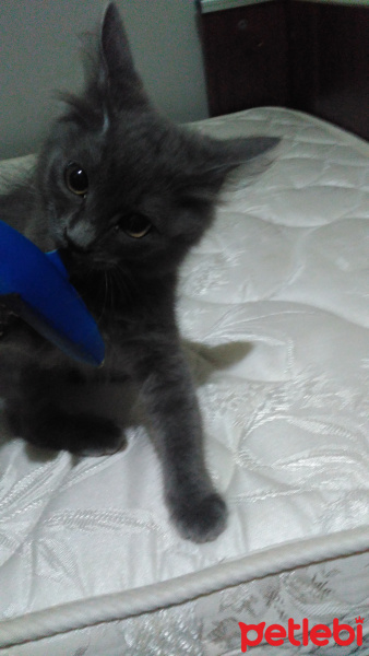 British Shorthair, Kedi  Kul fotoğrafı