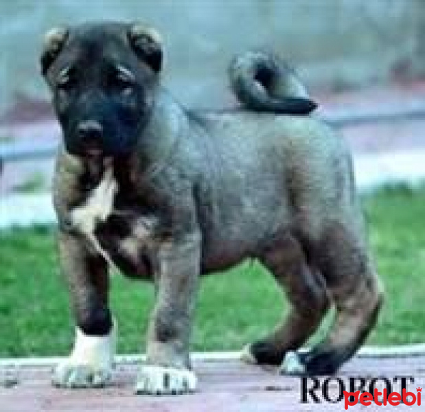 Kangal, Köpek  Paşa fotoğrafı